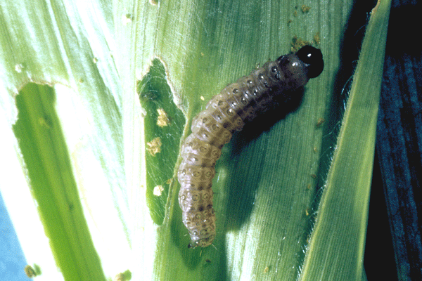 European corn borer (ECB) larva