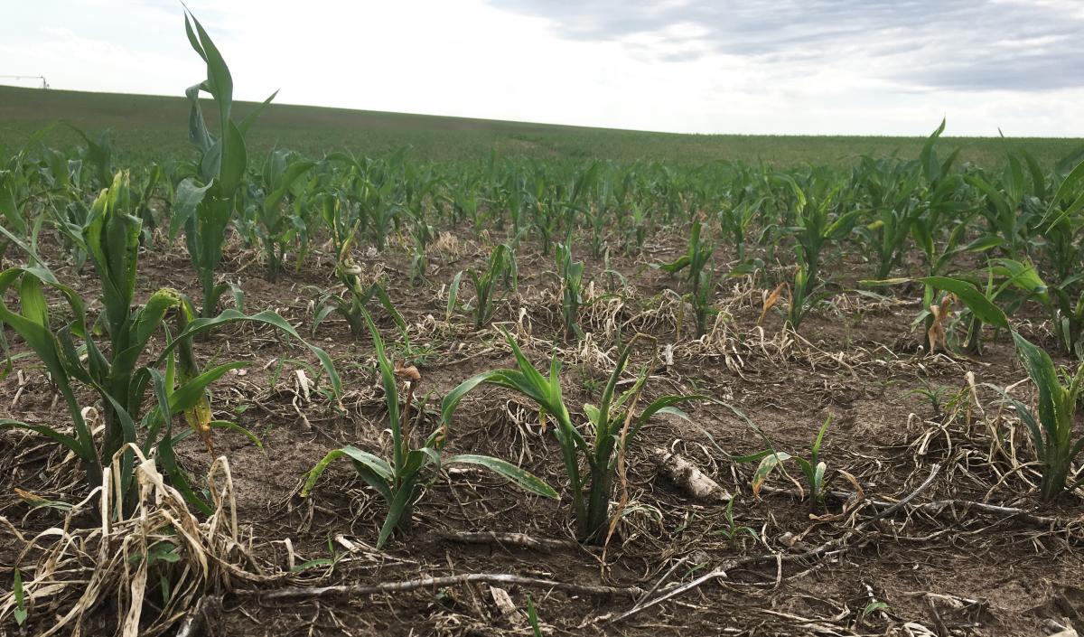 Corn field exhibiting wheat stem maggot damage