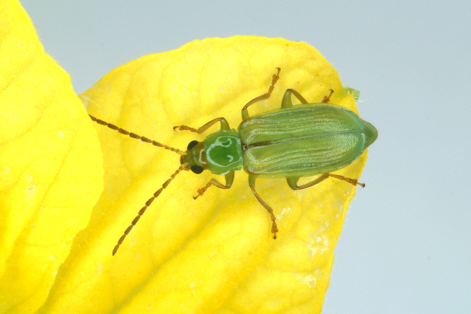 Northern corn rootworm