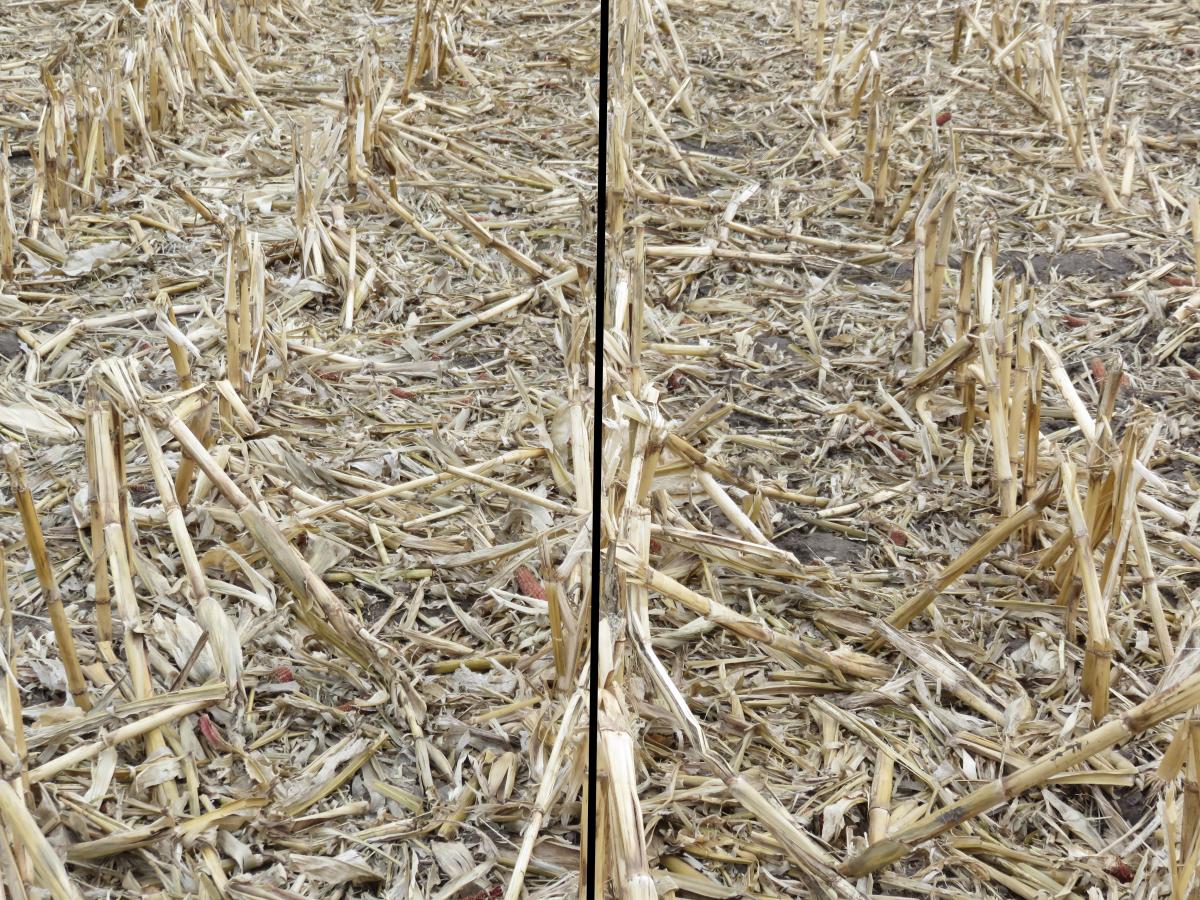 Field comparison of grazed and ungrazed corn residue