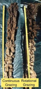 Figure 2. Soil cores from land under different grazing practices; the darker color reflects carbon accumulation, and is both darker and deeper under rotational grazing than continuous grazing. (Photo: USDA-NRCS)
