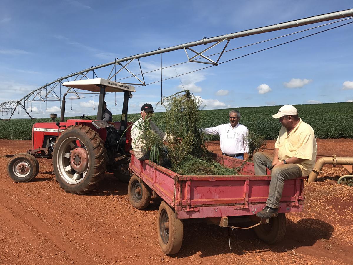 Hand weeding crew in Brazilian soybean field