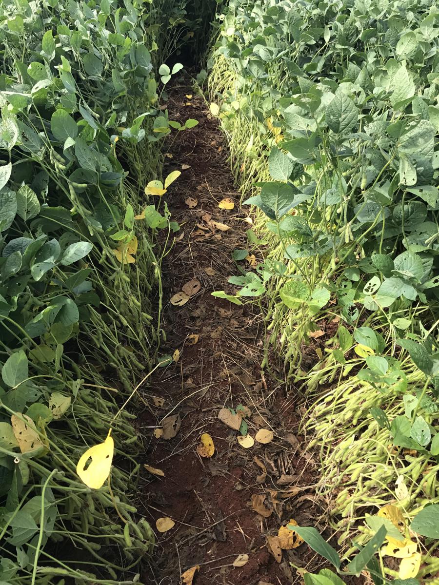 Narrow row spacing in Brazilian soybean