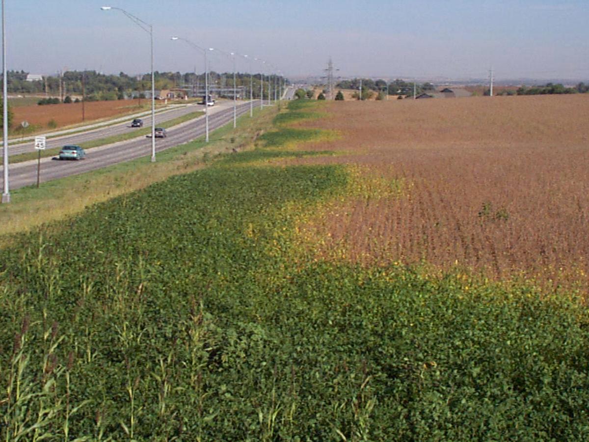 Effect of street lights on soybean growth
