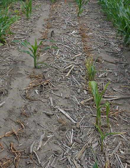 Liberty herbicide damage in corn