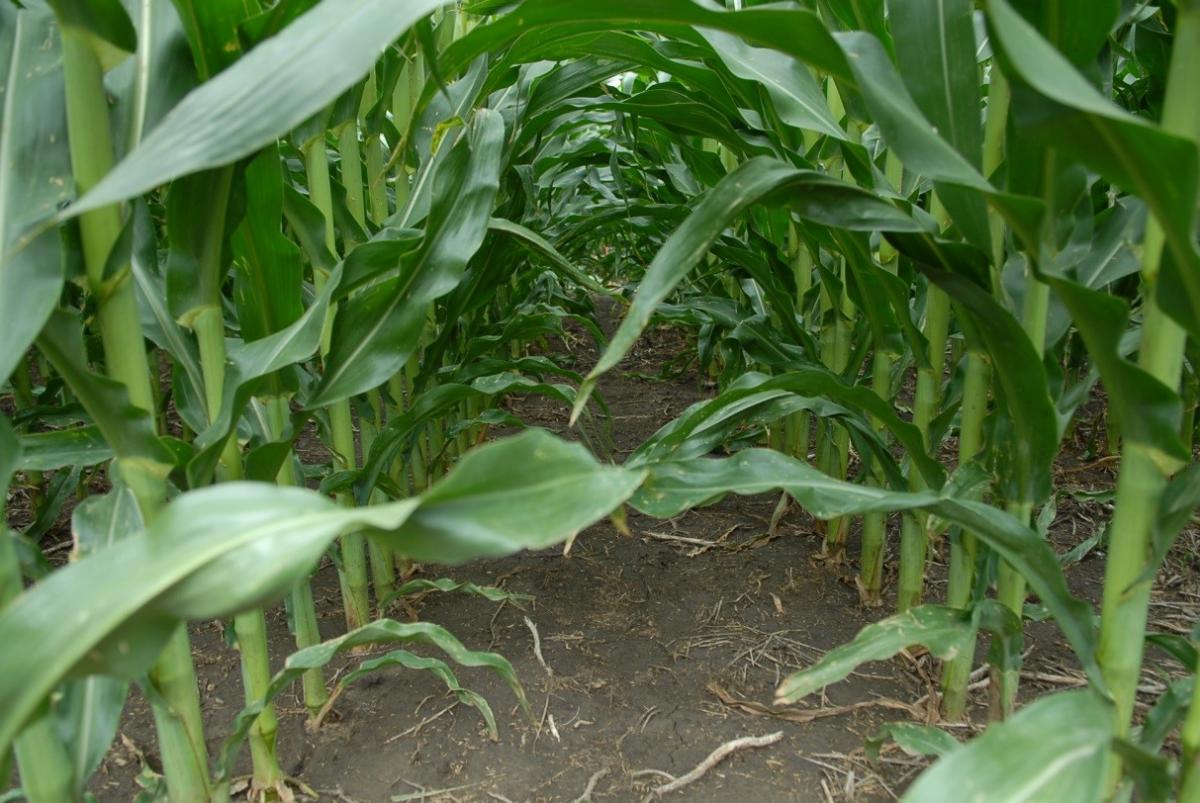 Corn in Accuron field trial