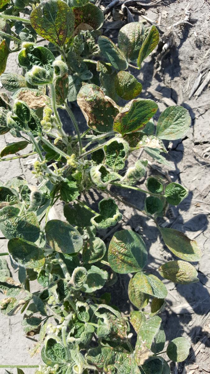 soybean injury from PPO-inhibitor