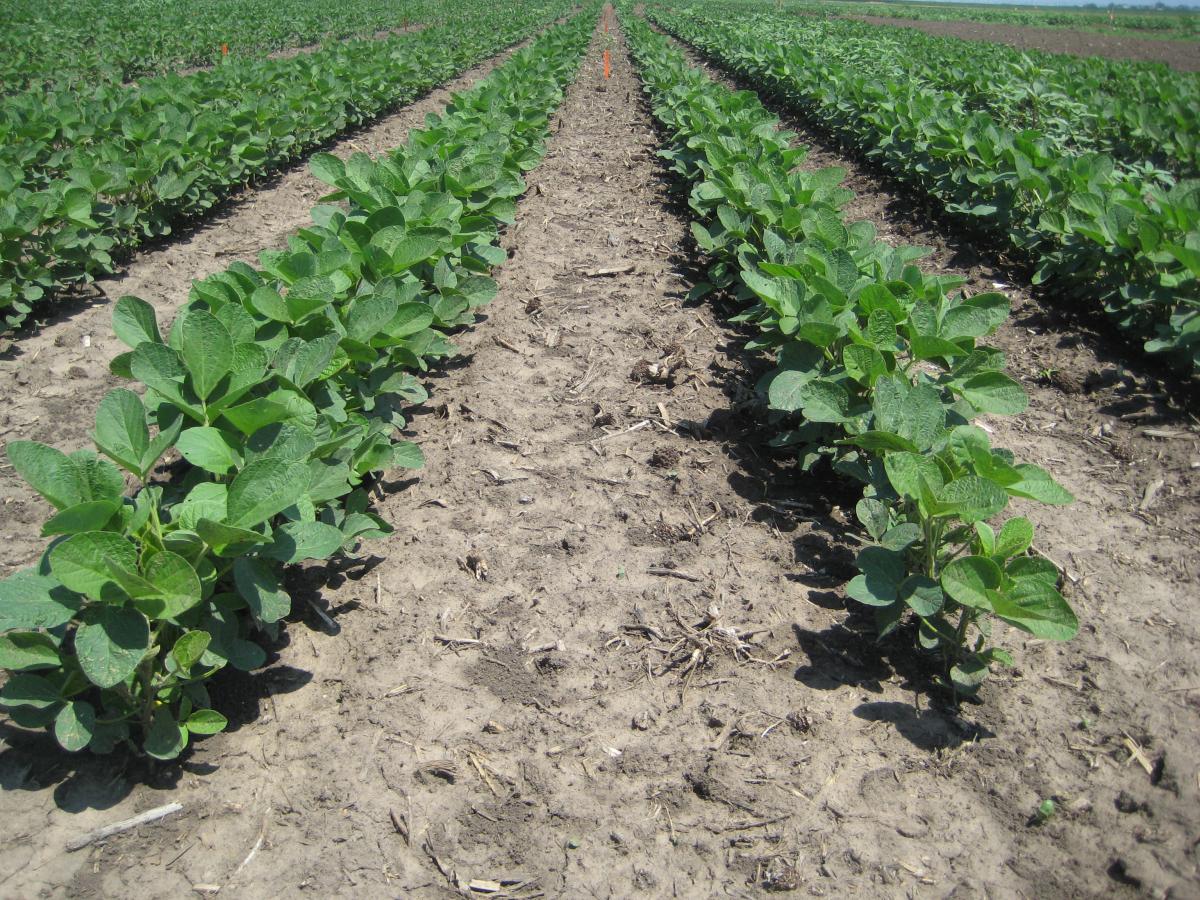Soybean field treated with Rowel