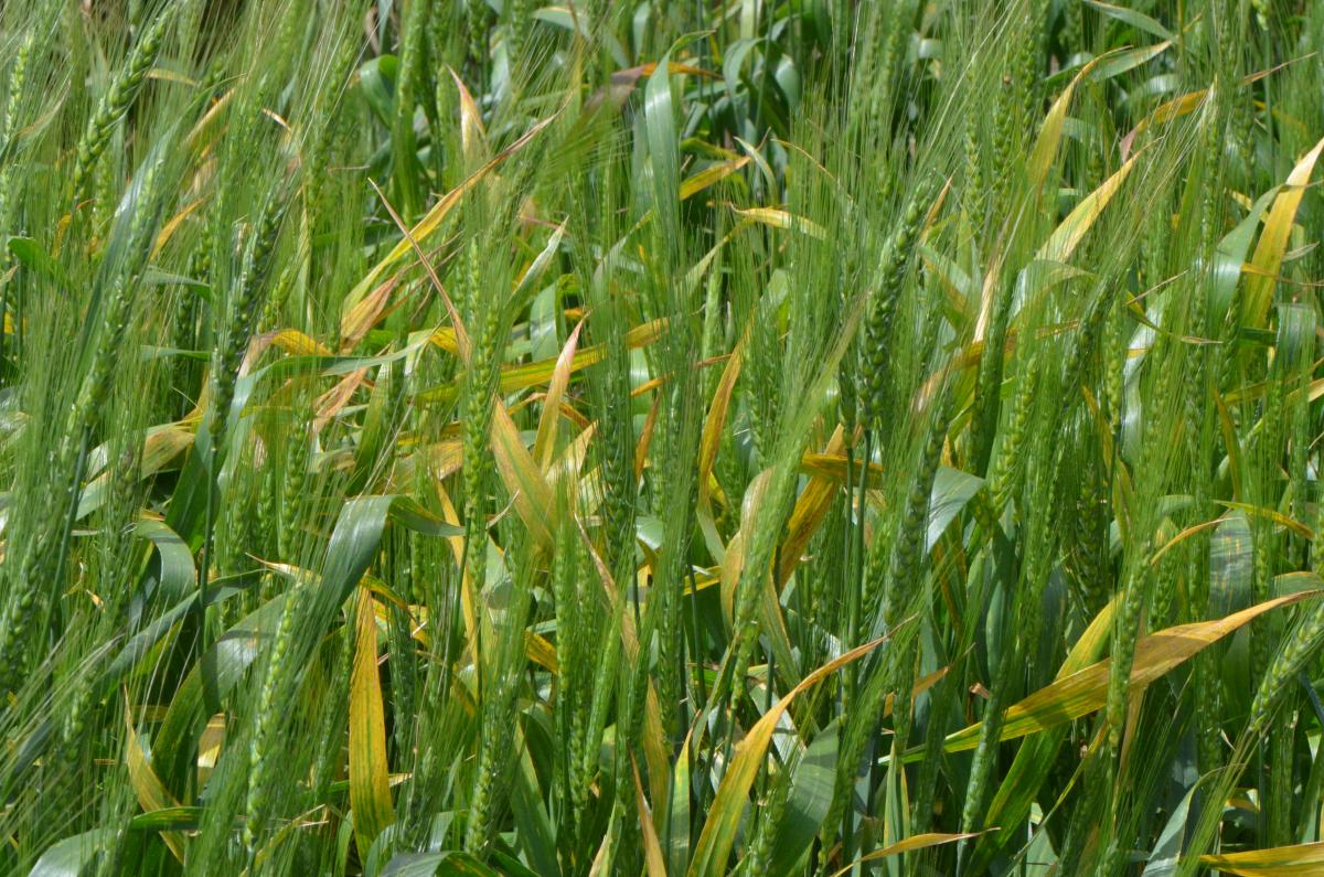 barley yellow dwarf in wheat