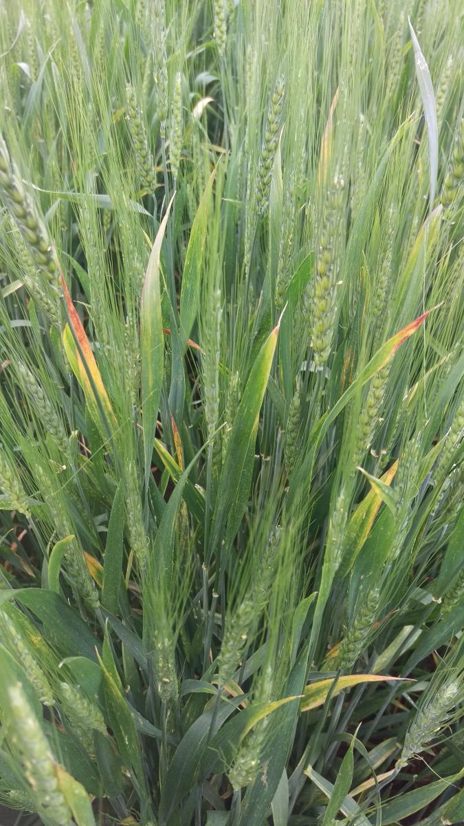 Barley yellow dwarf disease in wheat