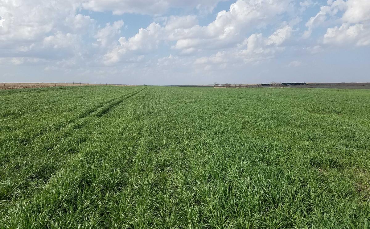 Wheat field in Furnas County