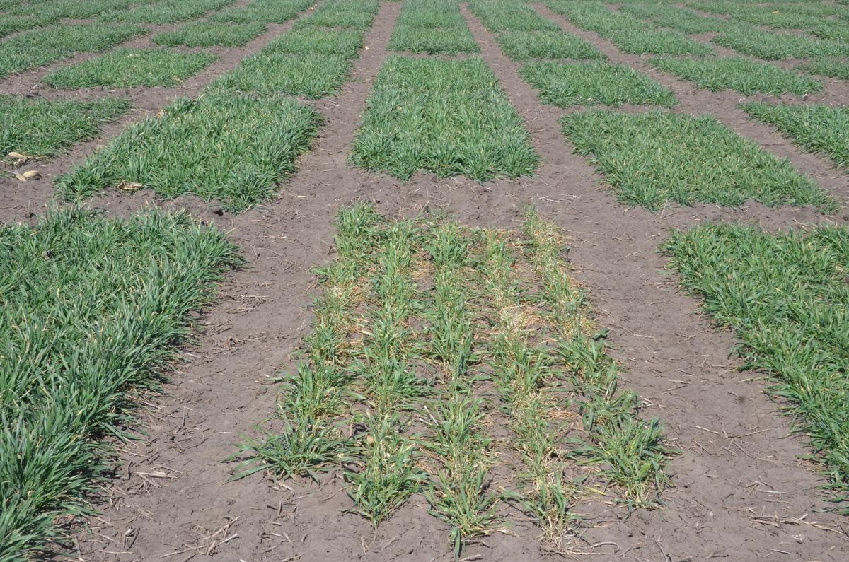 Wheat in UNL field trial showing freeze damage