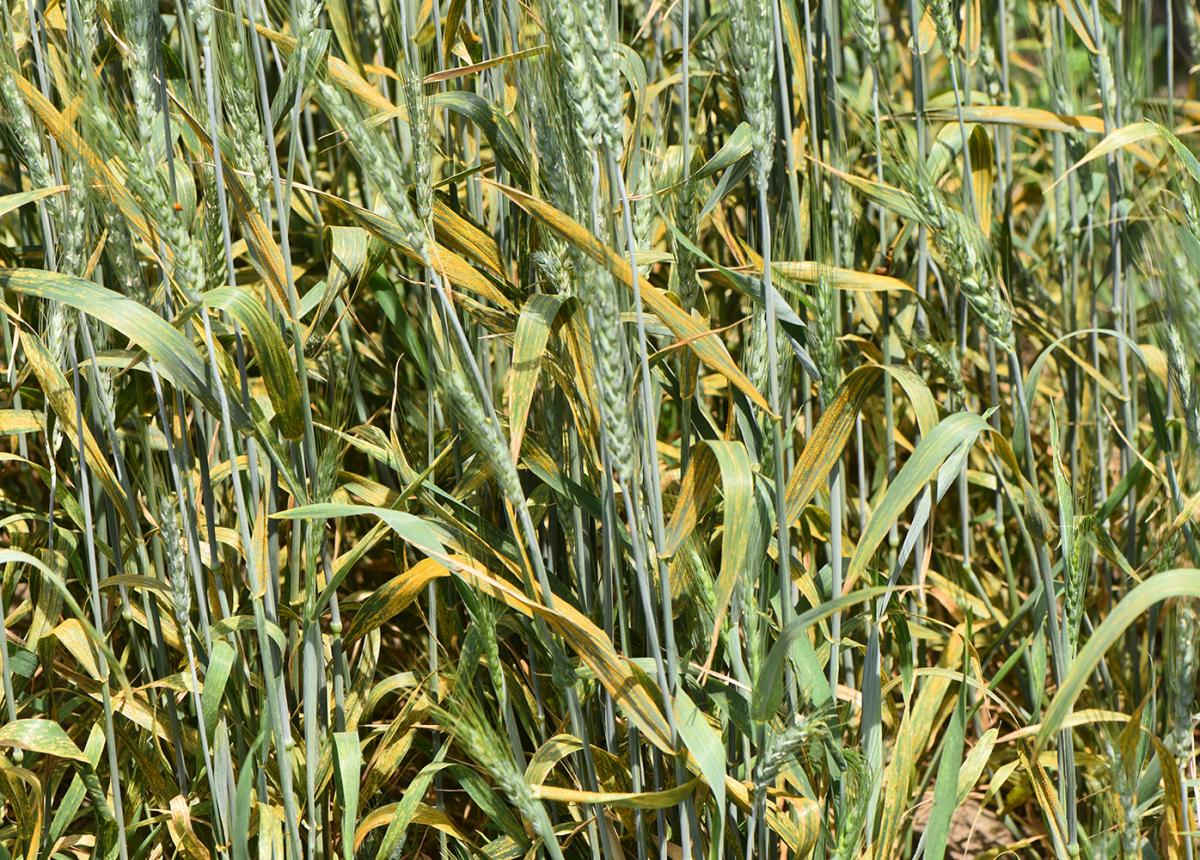 Severe stripe rust in wheat