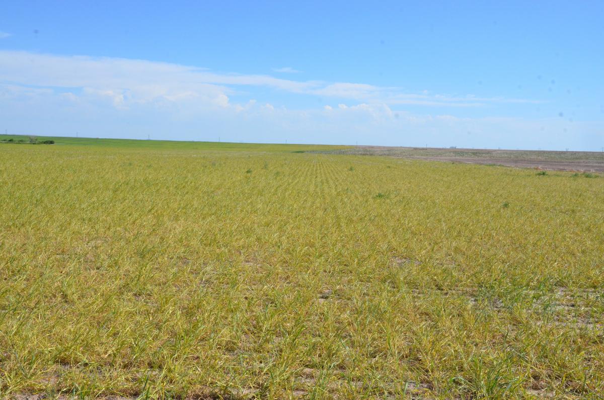 Wheat field with wheat streak mosaic