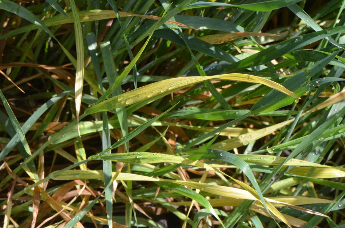 Moderate level of wheat streak mosaic in the field