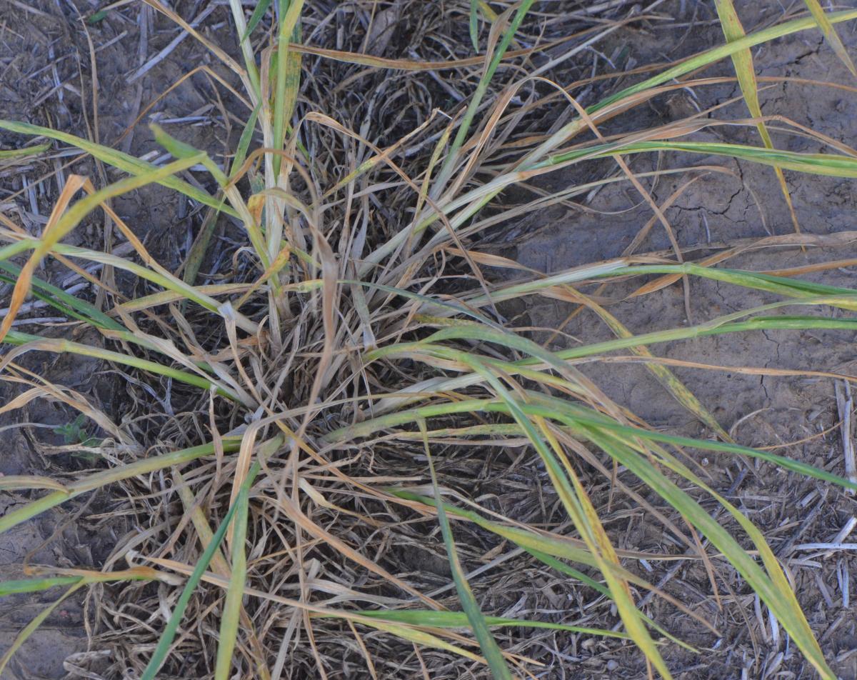 wheat streak mosaic at severe levels