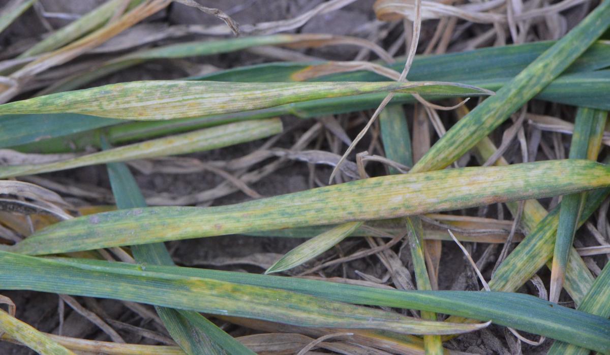 Wheat streak mosaic symptoms on leaves