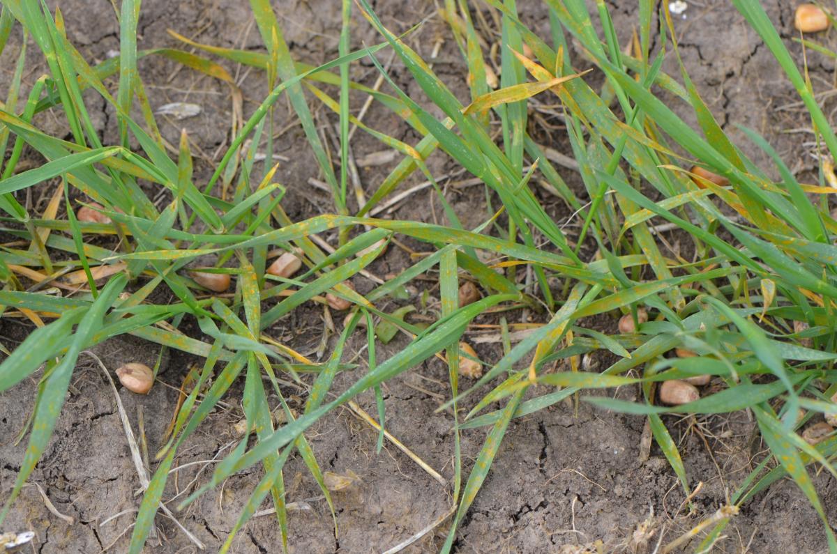 Stripe rust on wheat in early spring