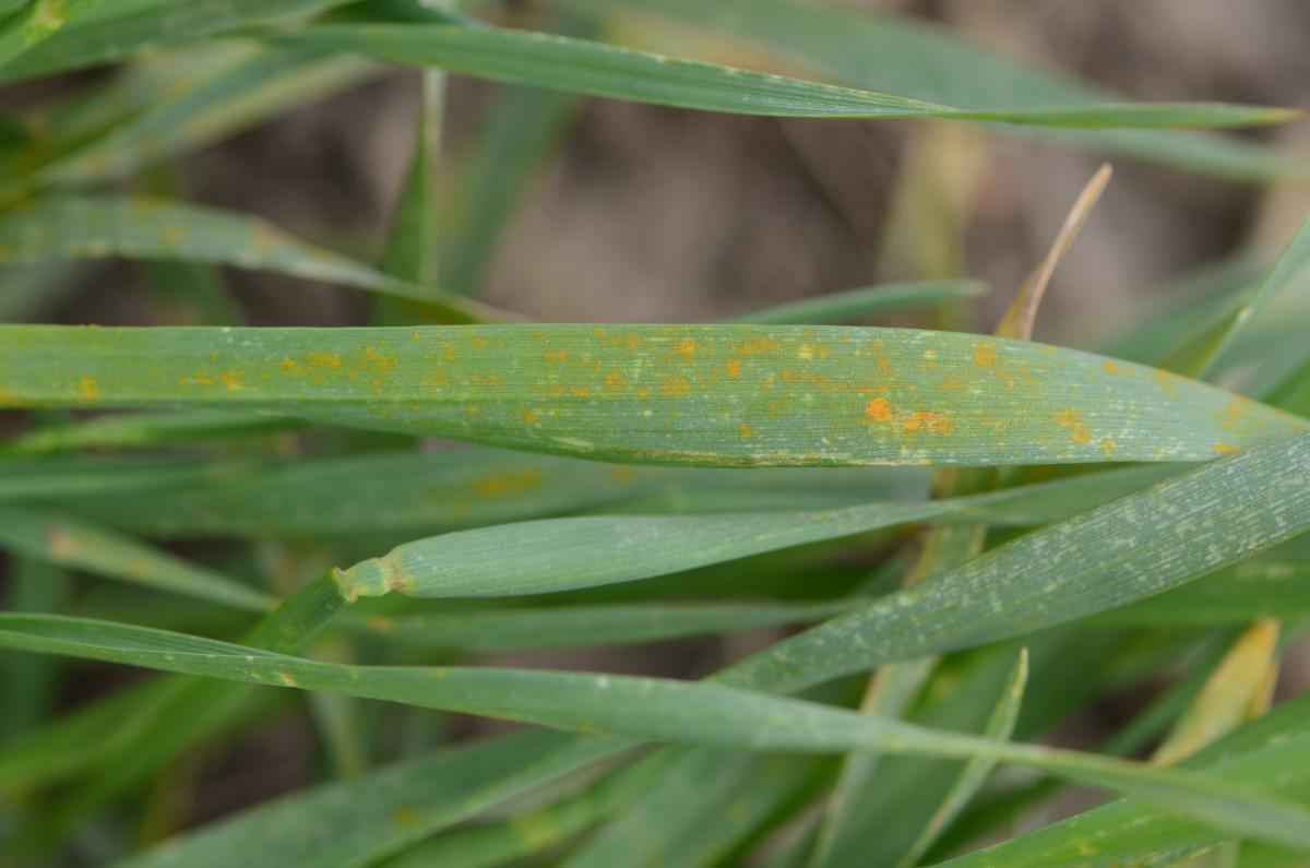 Stripe rust on wheat in early spring