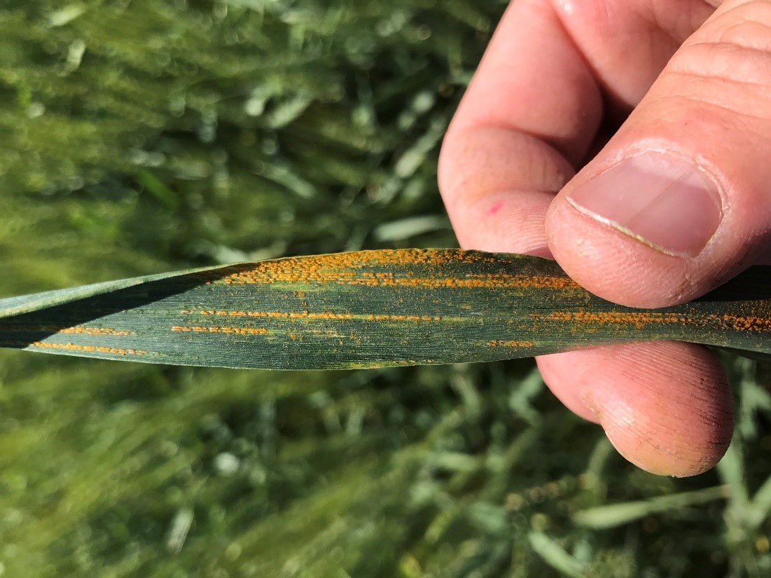 Stripe rust on a wheat leaf