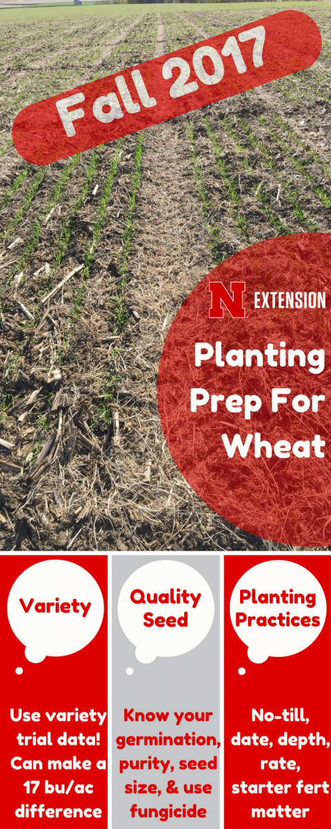 Inforgraphic on winter wheat tips