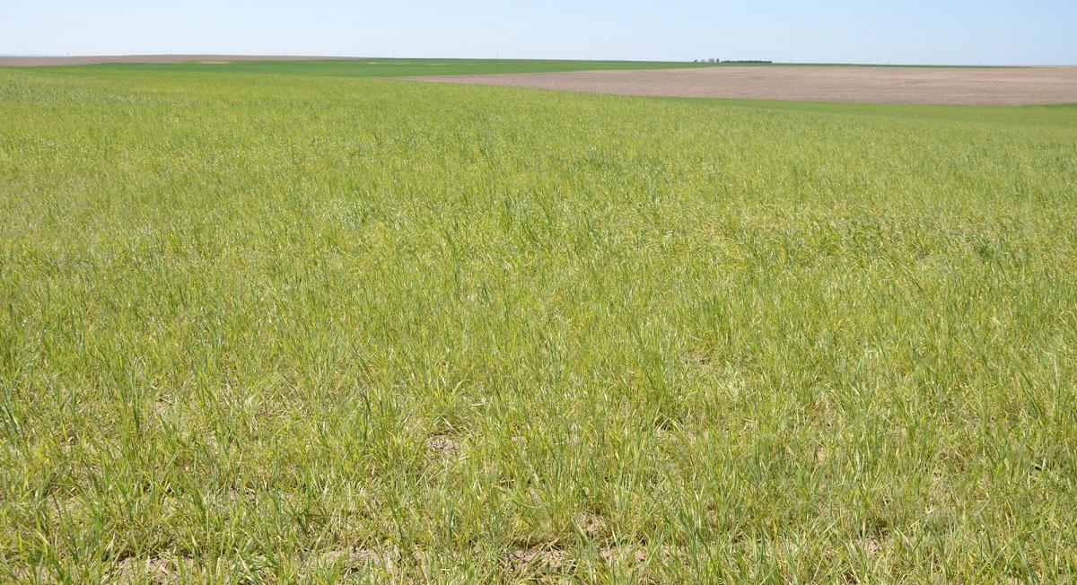 wheat field with wheat streak mosaic virus