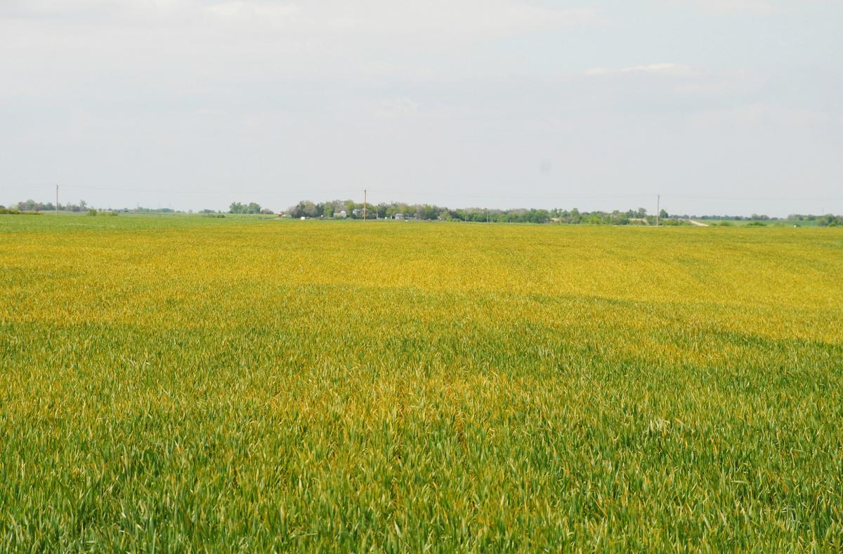 Wheat field with stripe rust