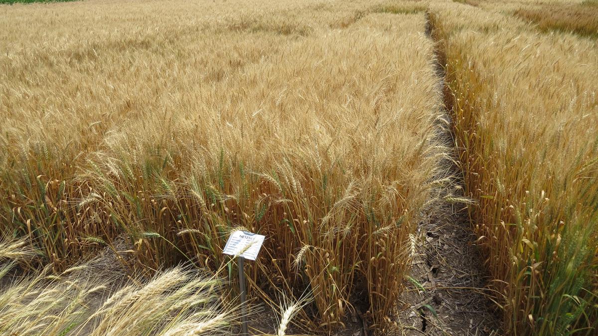 Wheat in UNL field trial showing freeze damage