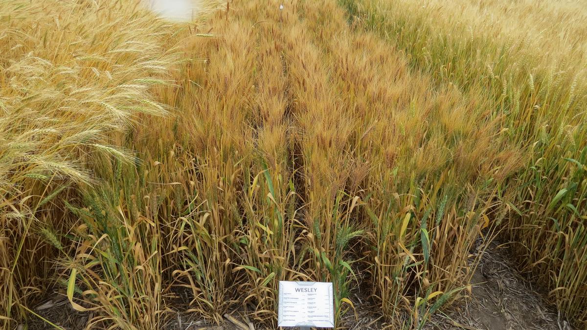 Wesley variety of wheat