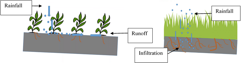 Illustration of water runoff and infiltration in a field