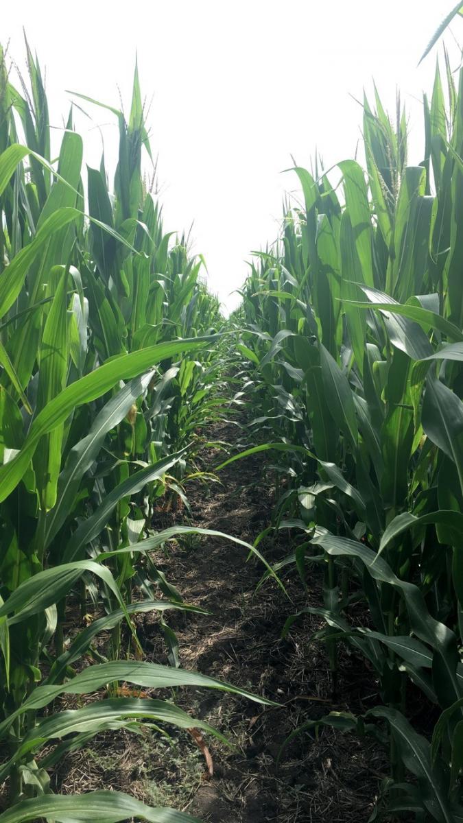 Rain-Fed Corn Growth and Development Following Cover Crops in 2017 ...
