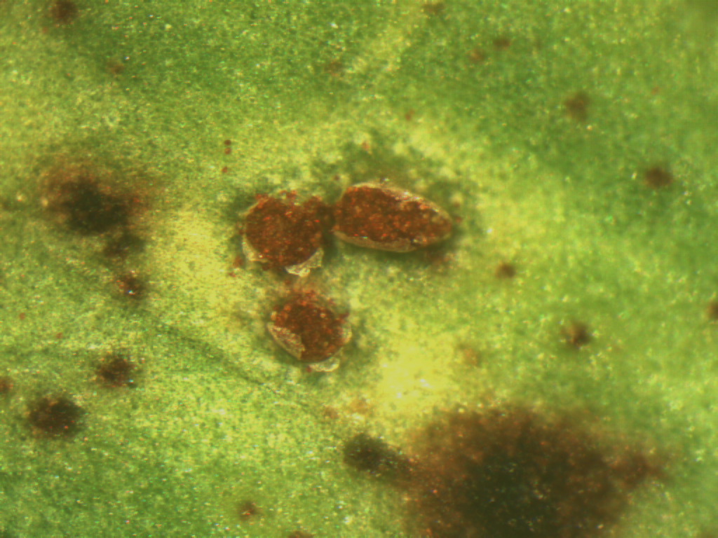 Microscopic view of rust pustules on an alfalfa leaf