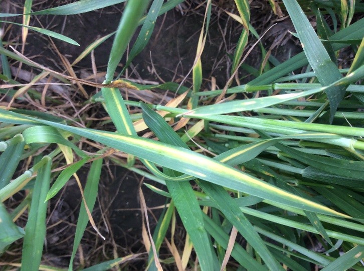 Cephalosporium stripe in wheat