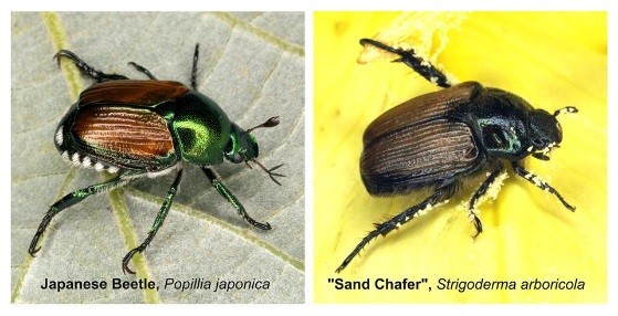 Japanese beetle and sand chafer
