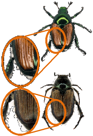 Comparison of Japanese beetle and sand chafer