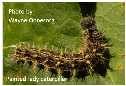 Painted lady caterpillar