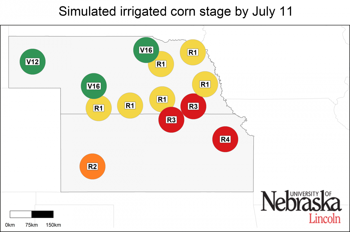 Estimated growth stages of irrigated corn