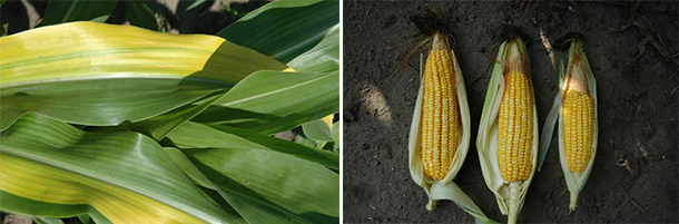 Corn abnormalities