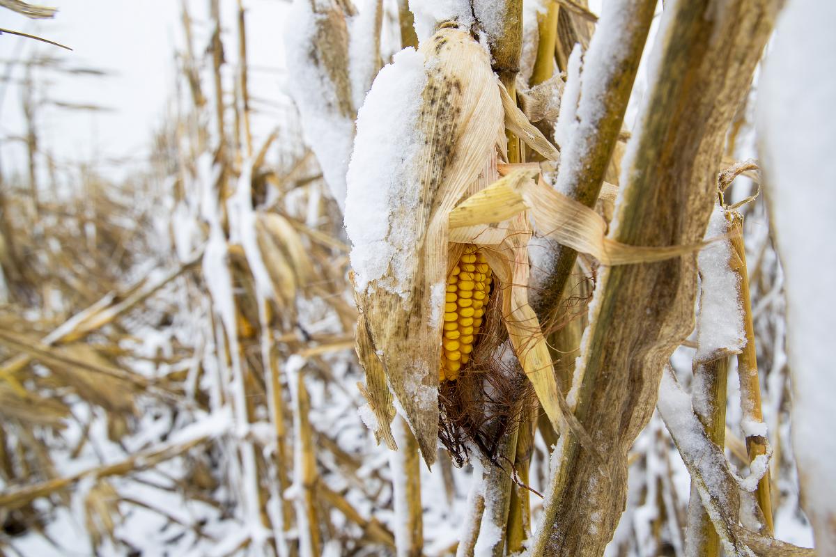 Snow-covered corn Oct. 14 near Lincoln. (Photo by Craig Chandler)