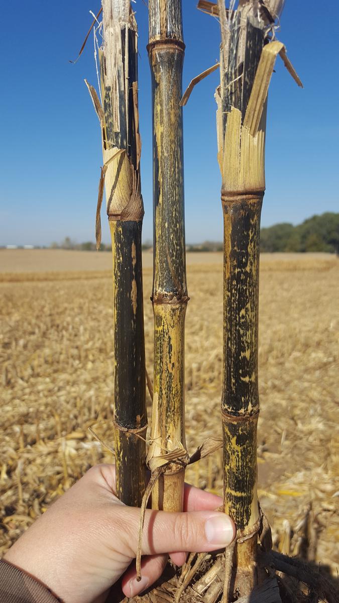 Anthracnose stalk rot lesions on the outside of a corn stalk