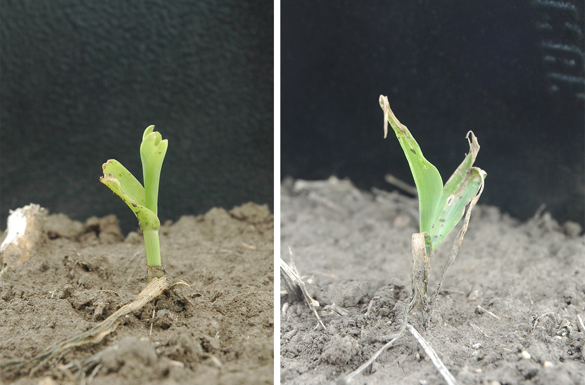 Corn plants damaged by dust and wind