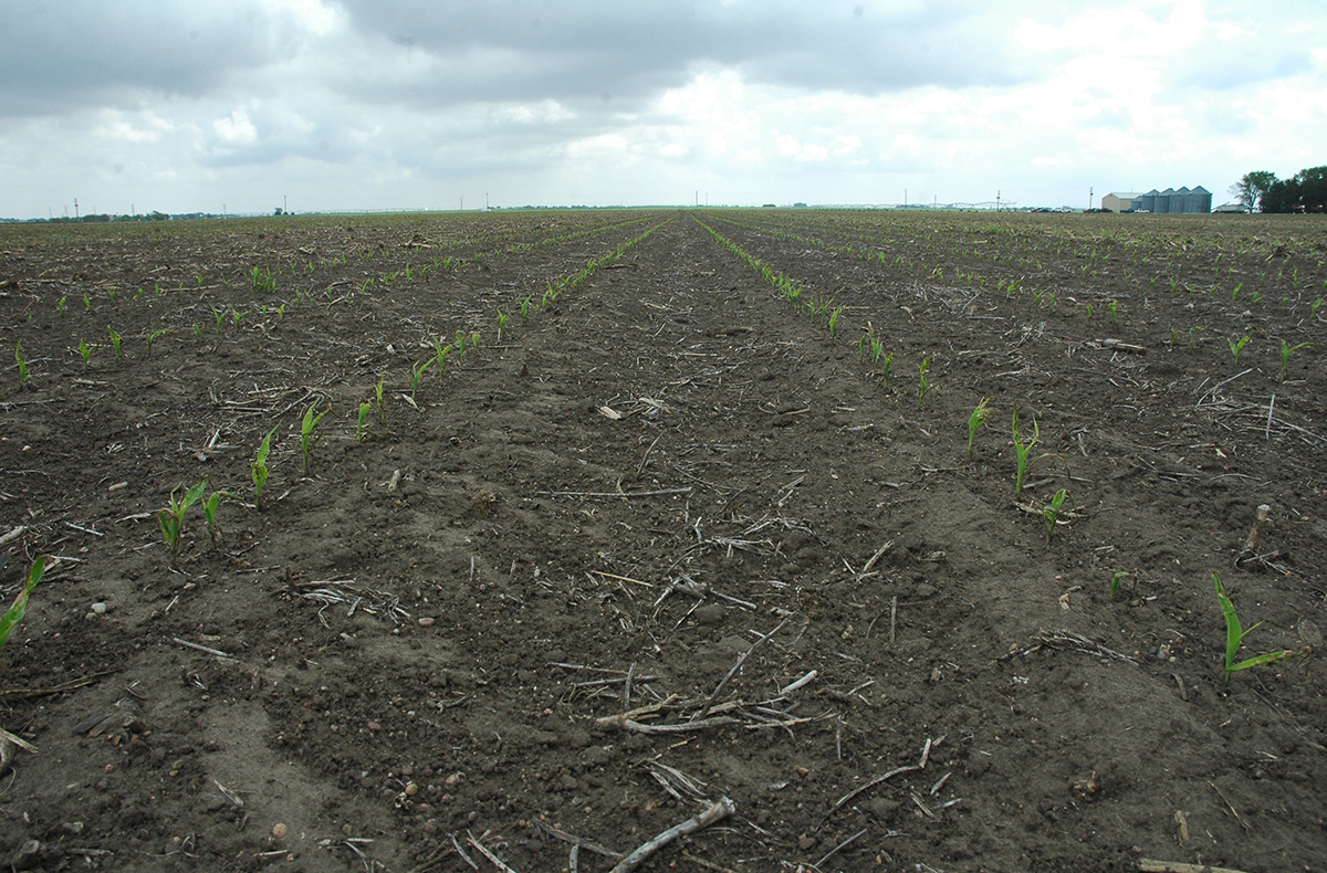 Corn field damage