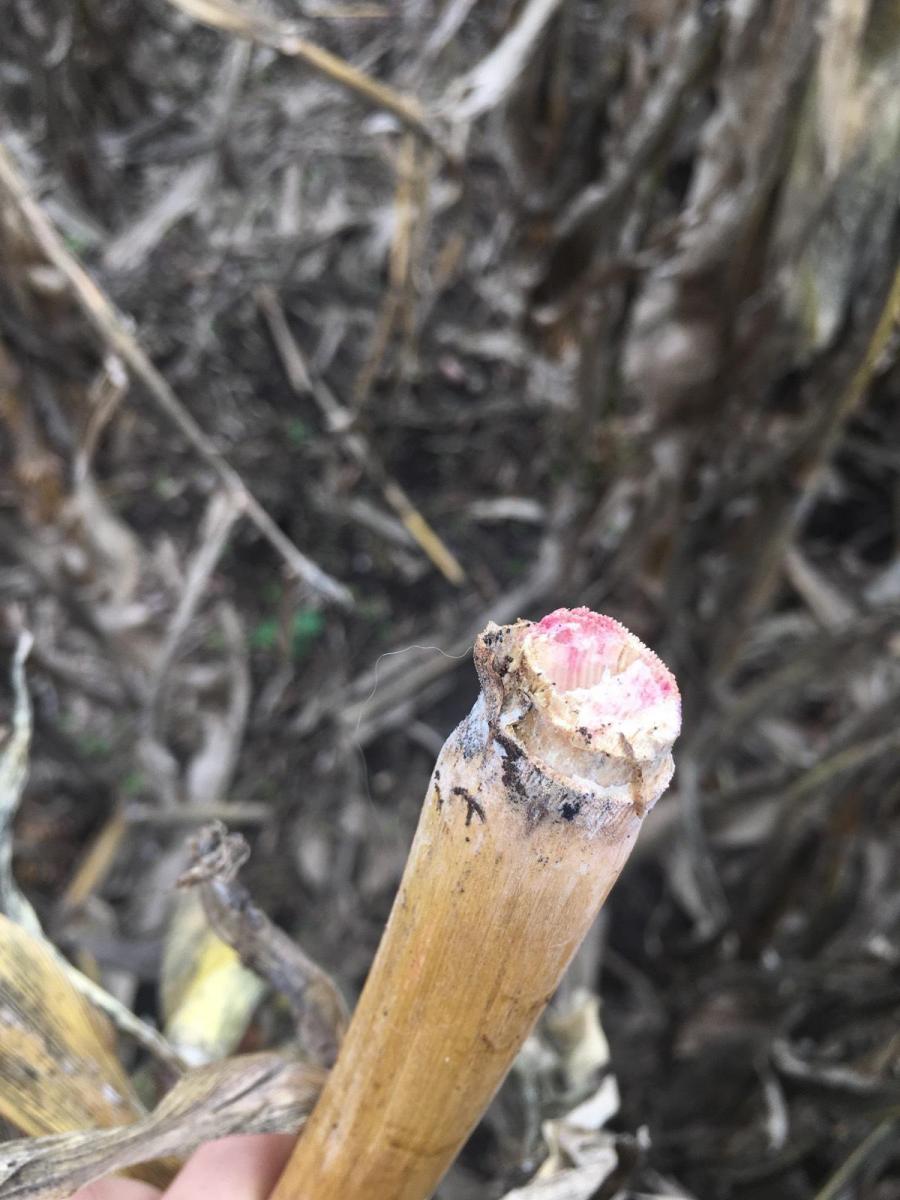 Corn broken at a node due to gibberella stalk rot