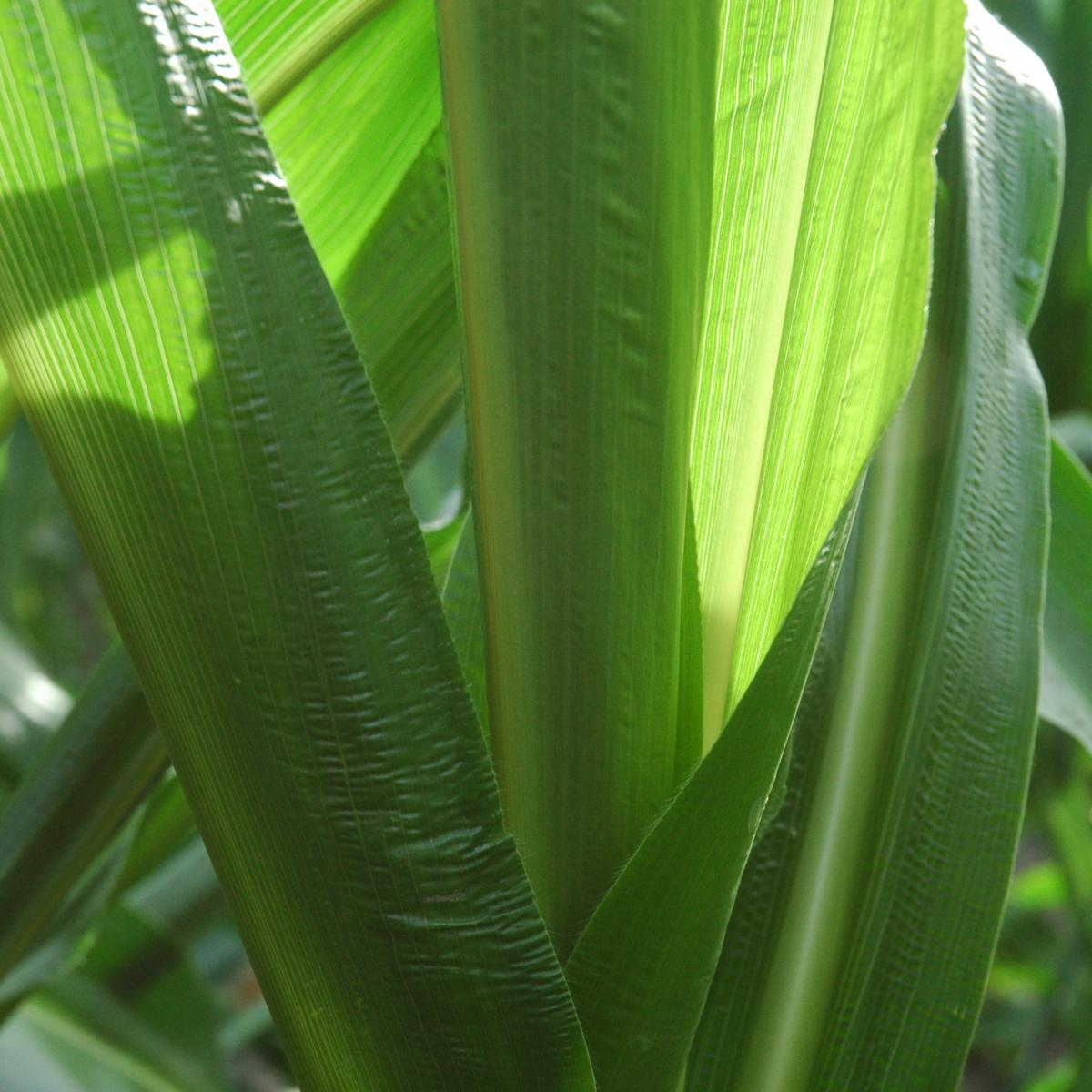 Rippled corn leaf