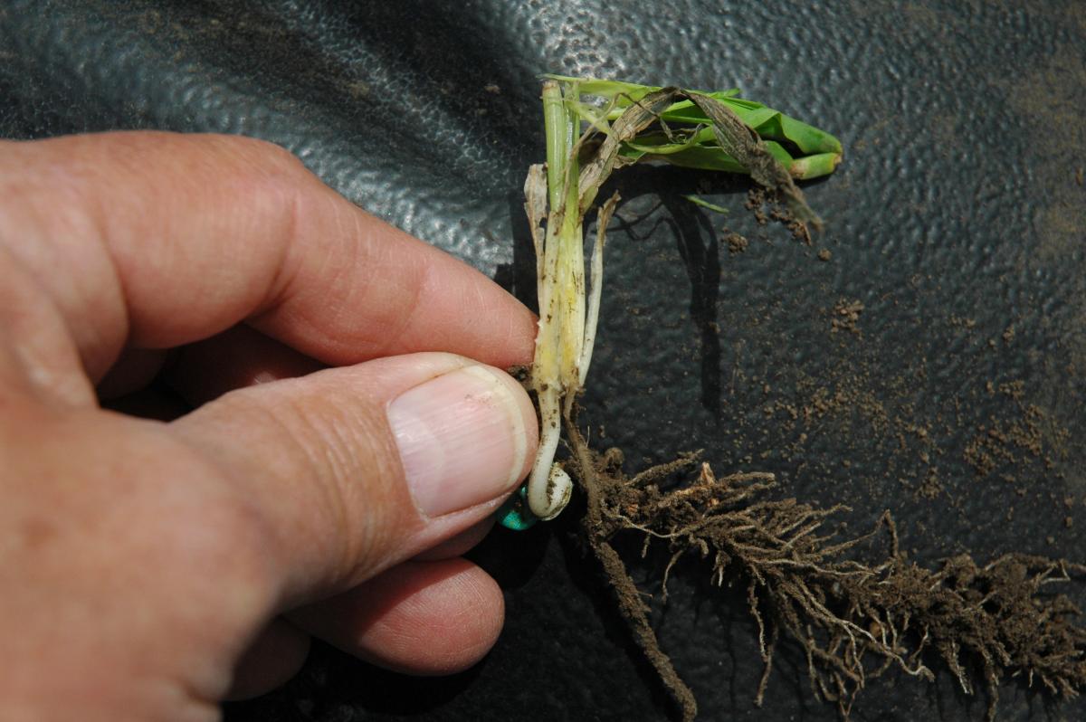 Split-stemmed wind-damaged corn