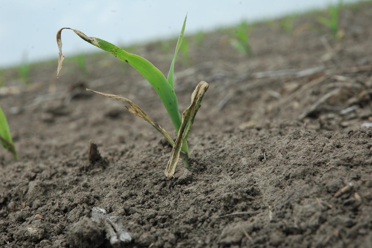 Wind-damged corn