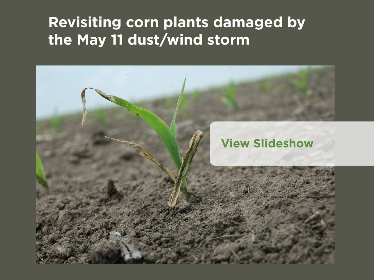 Revisiting corn plants damaged by the May 11 dust/wind storm