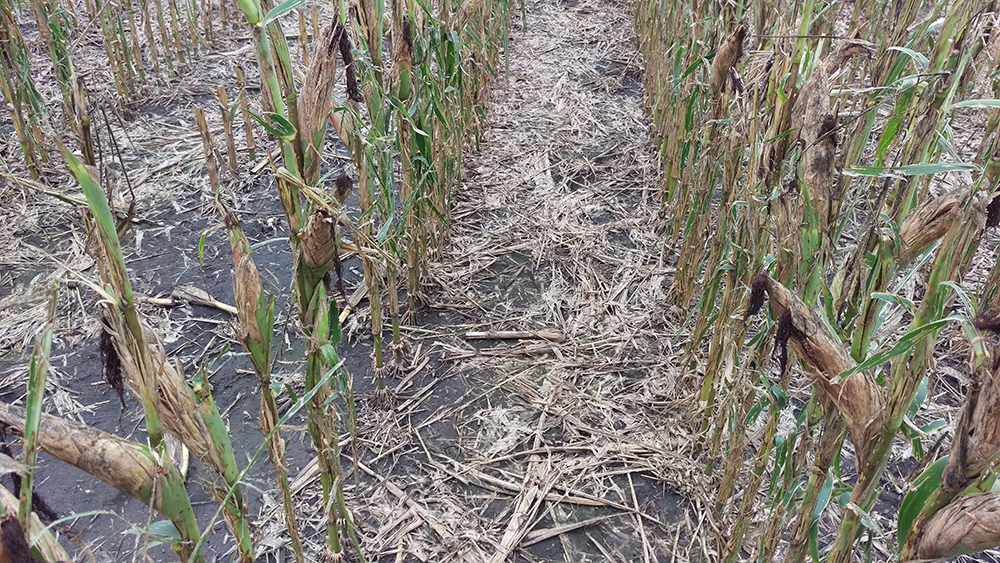 Hail-damaged seed corn field.
