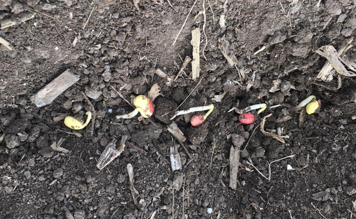 Soybean seed in field