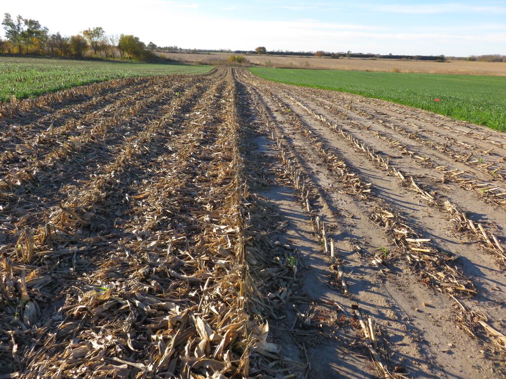 Field trial with high moisture corn silage